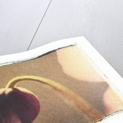 Anemone Bud by Jennifer Kennard