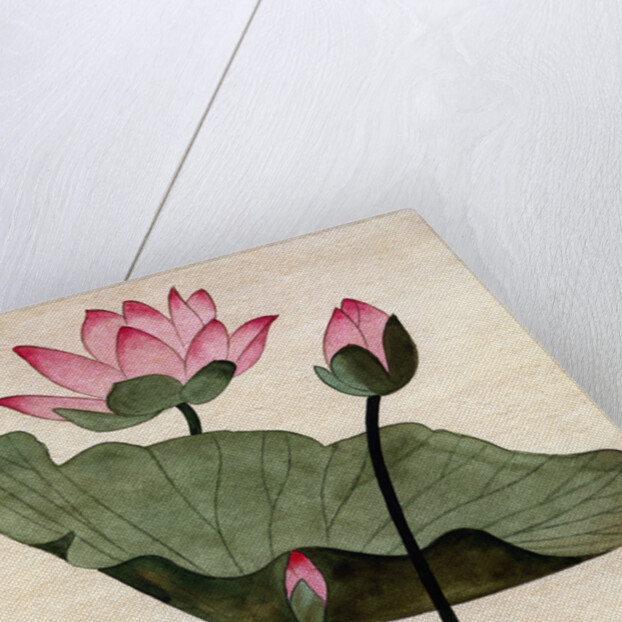 Lotus Blossom - 1 by Robert McIntosh