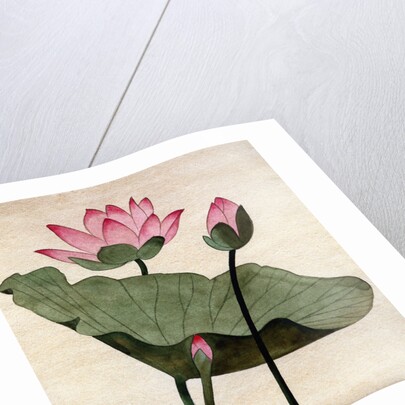 Lotus Blossom - 1 by Robert McIntosh