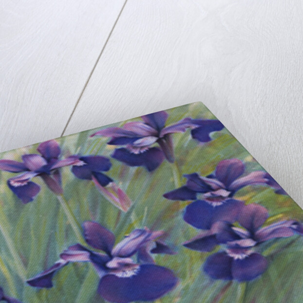 Irises by Kirsten Soderlind