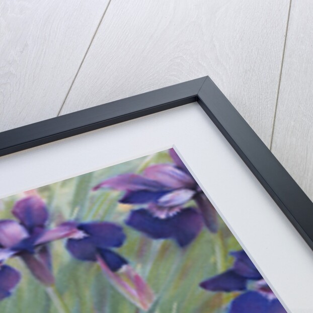 Irises by Kirsten Soderlind