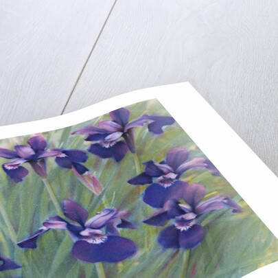 Irises by Kirsten Soderlind