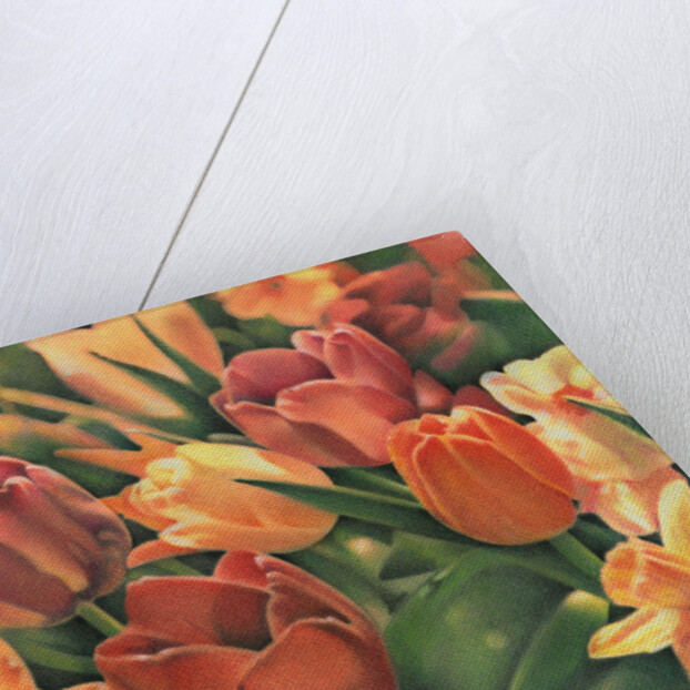 Tulips by Kirsten Soderlind