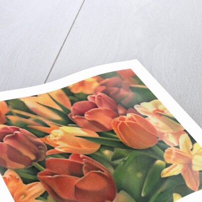Tulips by Kirsten Soderlind