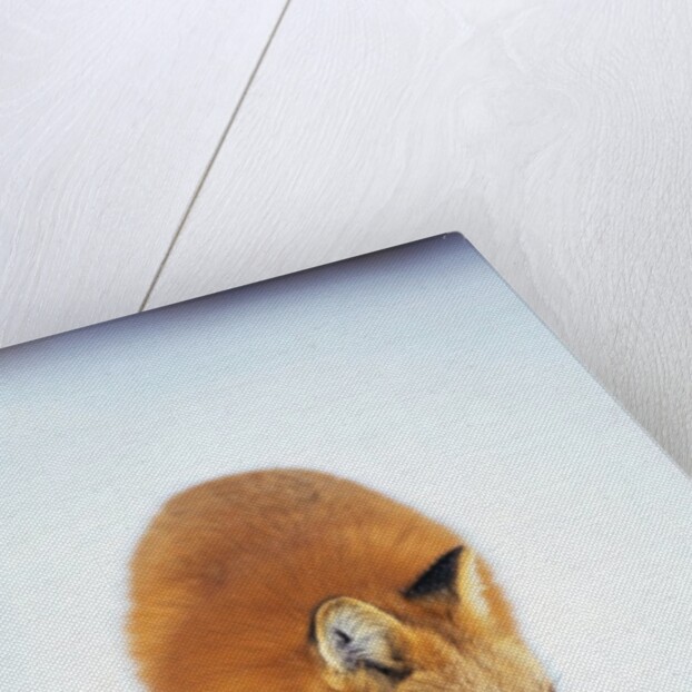 Red Fox in Snow by Anonymous