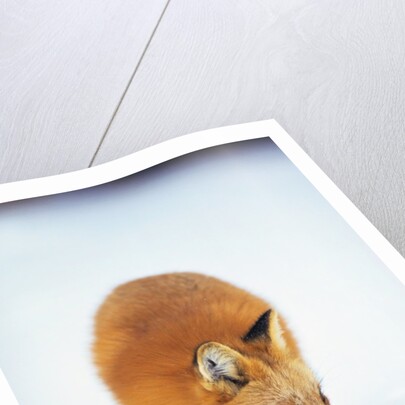 Red Fox in Snow by Anonymous