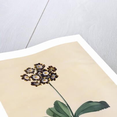 Botanical Print of Glory of Chilton by Johann Wilhelm Weinmann