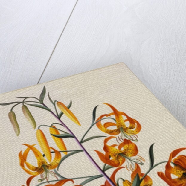 Botanical Print of American Turkscap Lily by Johann Wilhelm Weinmann