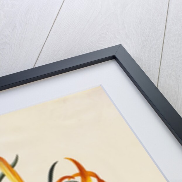 Botanical Print of American Turkscap Lily by Johann Wilhelm Weinmann