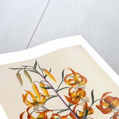 Botanical Print of American Turkscap Lily by Johann Wilhelm Weinmann