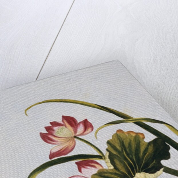 18th Century French Print of Red Water Lily of China by Anonymous