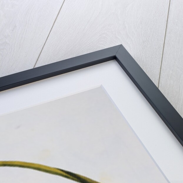 18th Century French Print of Red Water Lily of China by Anonymous