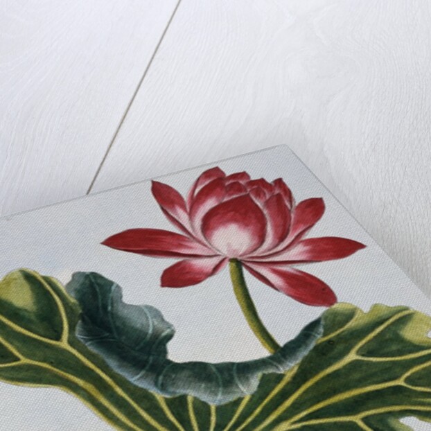 18th Century French Print of Red Water Lily of China II. by Anonymous