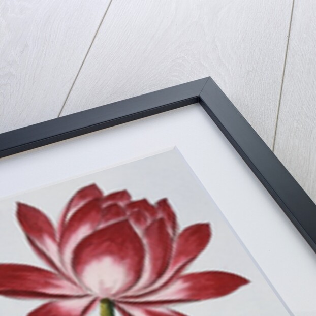 18th Century French Print of Red Water Lily of China II. by Anonymous