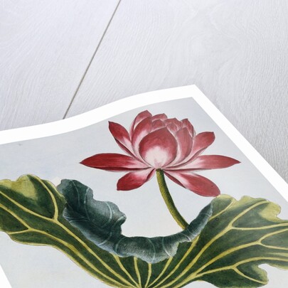 18th Century French Print of Red Water Lily of China II. by Anonymous