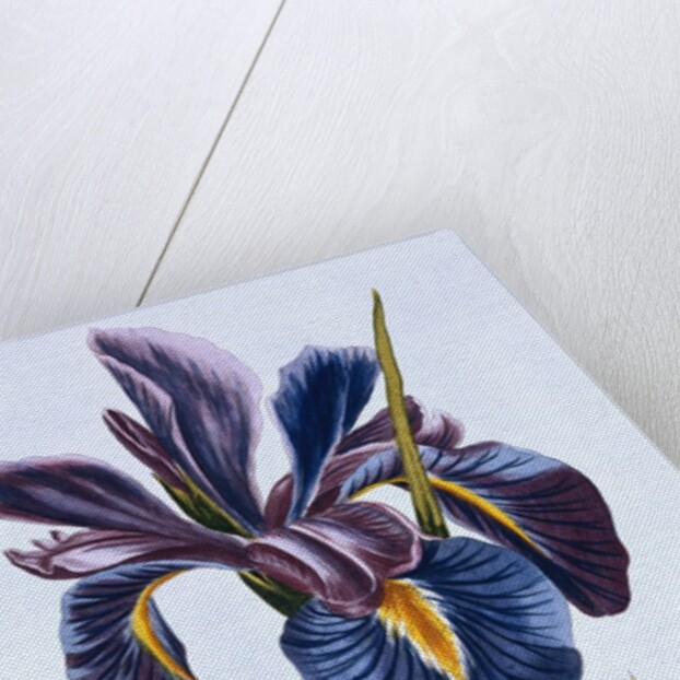 18th Century French Print of Common Iris With Butterflies by Anonymous