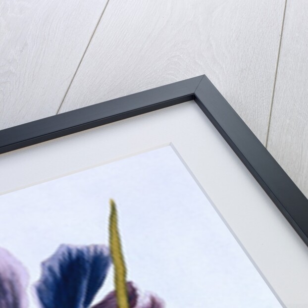 18th Century French Print of Common Iris With Butterflies by Anonymous