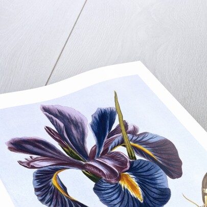 18th Century French Print of Common Iris With Butterflies by Anonymous