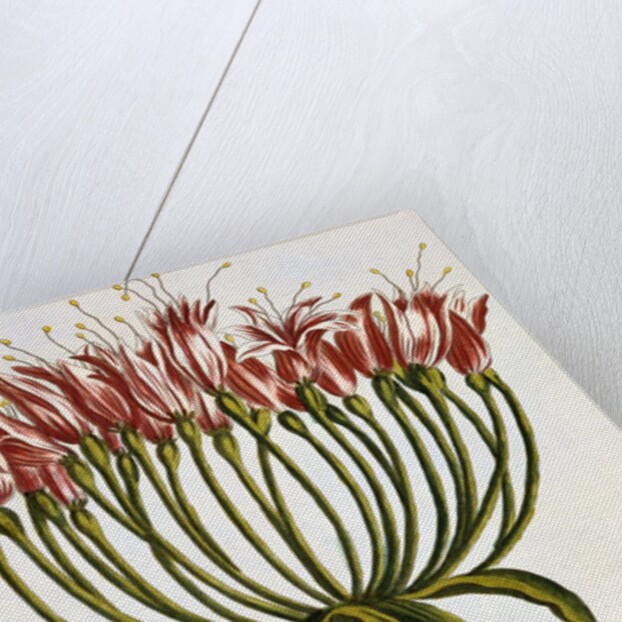 18th Century French Print of La Brunswick and Butterfly by Anonymous