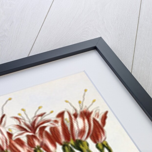 18th Century French Print of La Brunswick and Butterfly by Anonymous