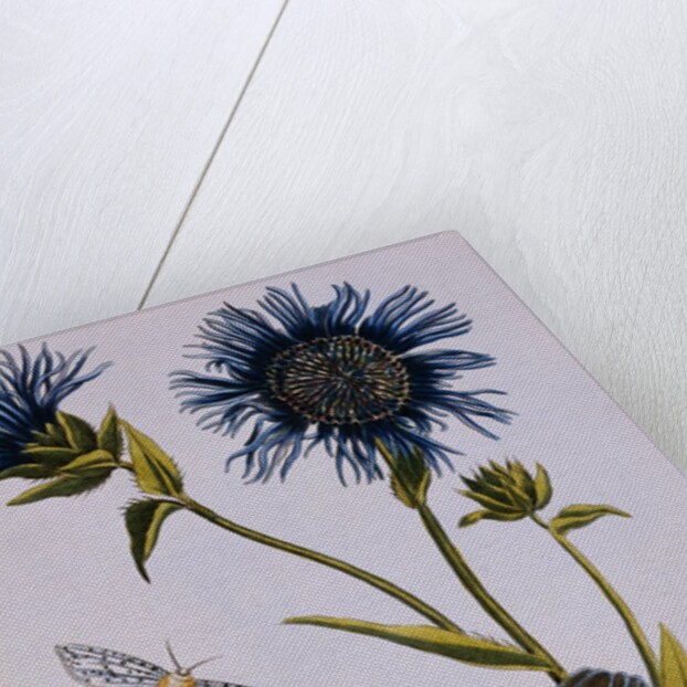 18th Century French Print of Cornflower by Anonymous