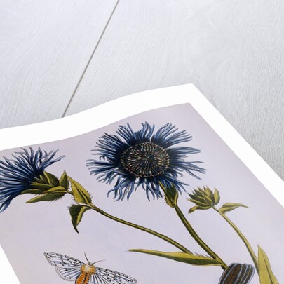 18th Century French Print of Cornflower by Anonymous