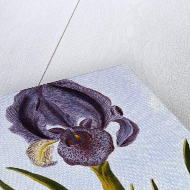 18th Century French Print of Mourning Iris by Anonymous