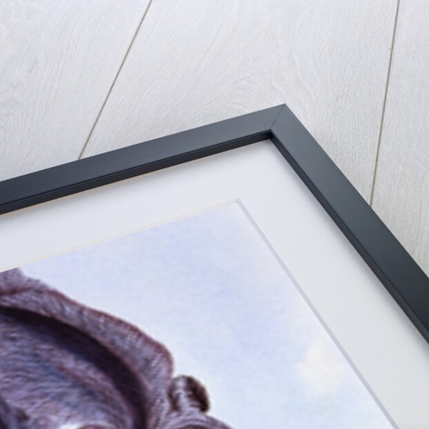 18th Century French Print of Mourning Iris by Anonymous