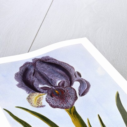 18th Century French Print of Mourning Iris by Anonymous