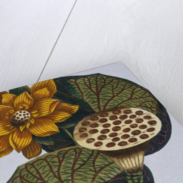 18th Century French Print of Waterlily by Anonymous