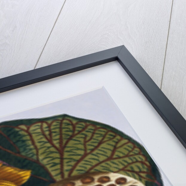 18th Century French Print of Waterlily by Anonymous