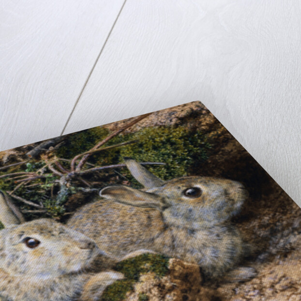 Two Rabbits by John Sherrin