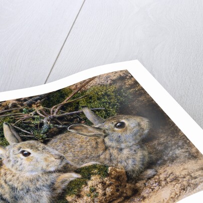 Two Rabbits by John Sherrin