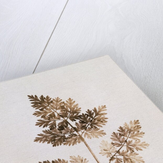 Fronds of Leaves by William Henry Fox Talbot