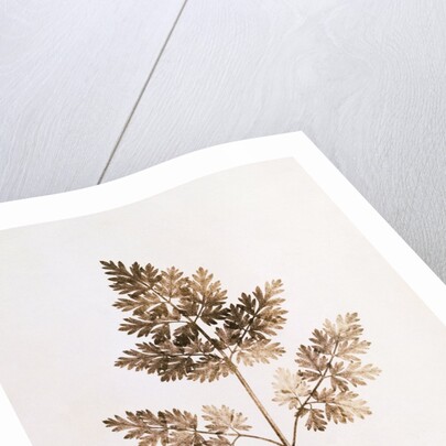 Fronds of Leaves by William Henry Fox Talbot
