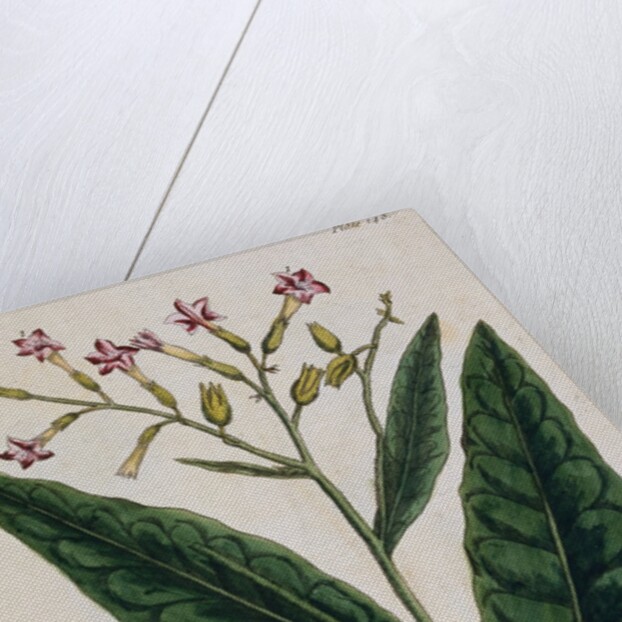 Tobacco Plant by Elizabeth Blackwell