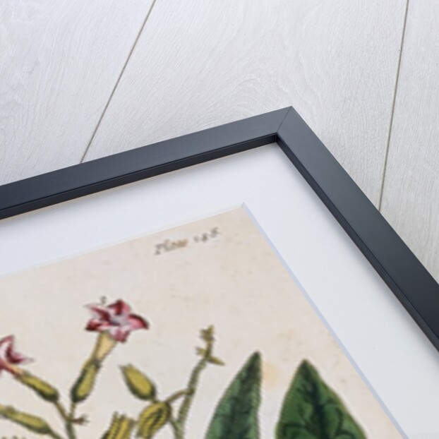 Tobacco Plant by Elizabeth Blackwell