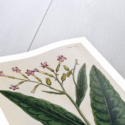Tobacco Plant by Elizabeth Blackwell