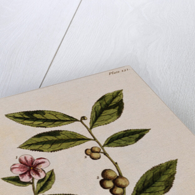 Green Tea by Elizabeth Blackwell