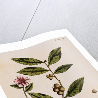 Green Tea by Elizabeth Blackwell