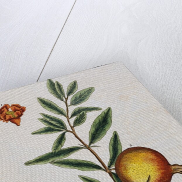 Pomegranate by Elizabeth Blackwell