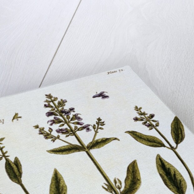 Sage by Elizabeth Blackwell