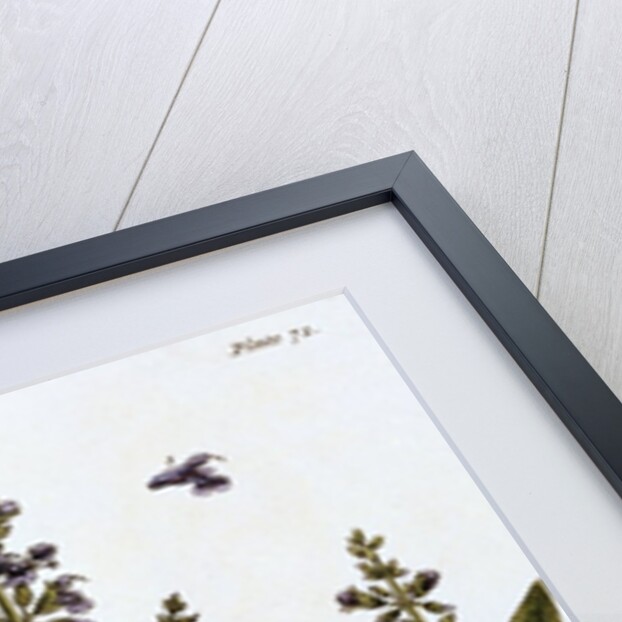 Sage by Elizabeth Blackwell