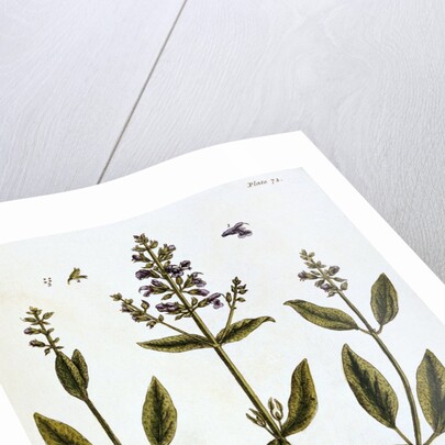 Sage by Elizabeth Blackwell