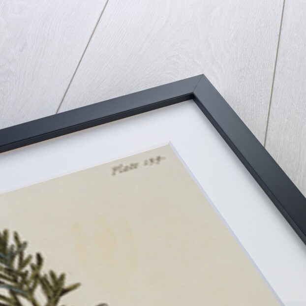 Rosemary by Elizabeth Blackwell