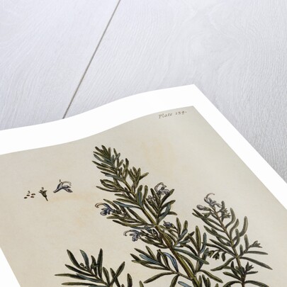 Rosemary by Elizabeth Blackwell