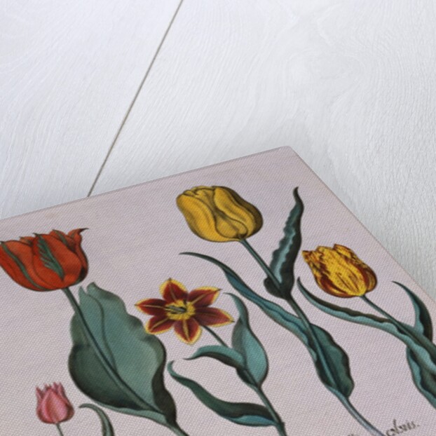 Tulipa Engraving by Basil Besler