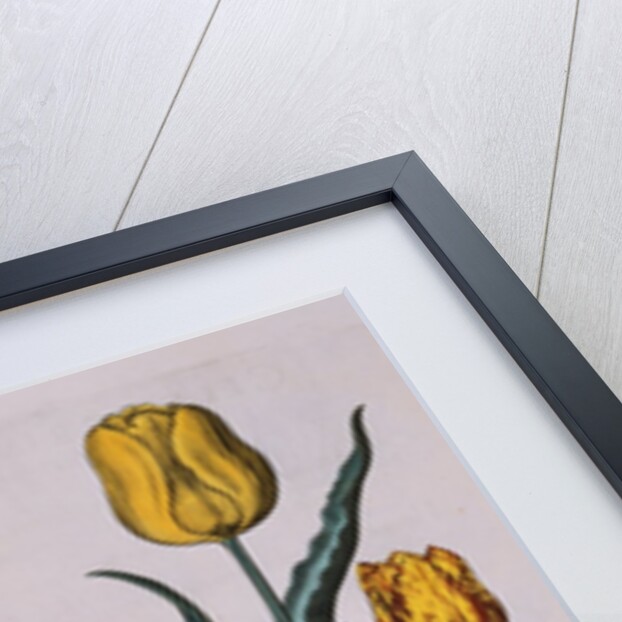 Tulipa Engraving by Basil Besler