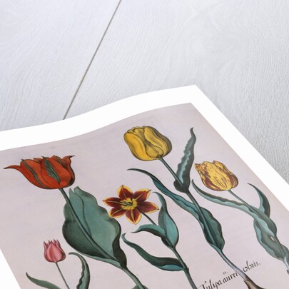 Tulipa Engraving by Basil Besler