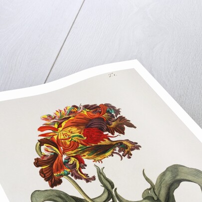 Tulipa Monstrosa Rubra Maior Lithograph by Johan Wilhelm Weinmann